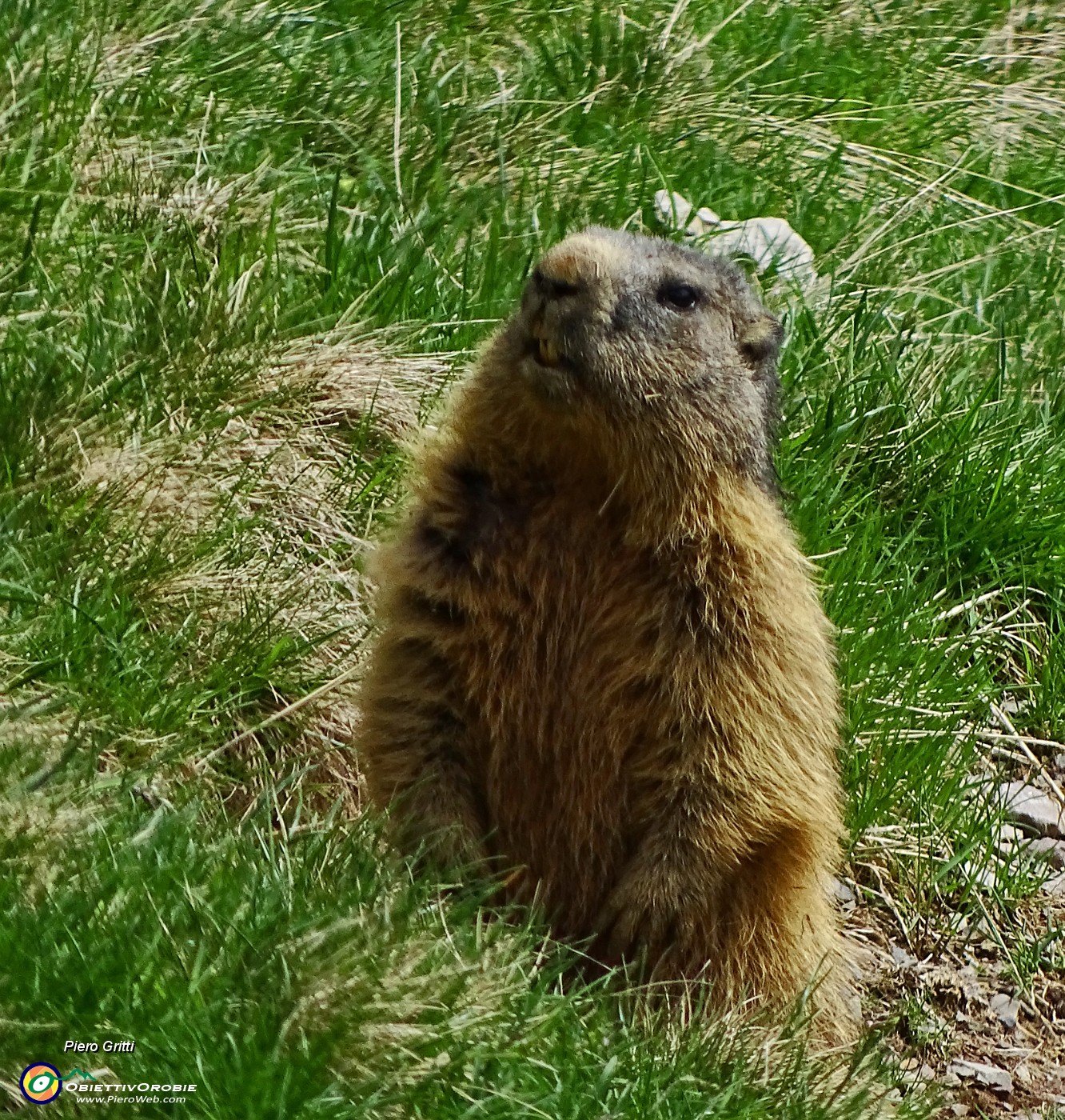 30 Marmotta in sentinella !.JPG -                                